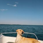 4 Tips When Planning A Holiday Vacation With Your Dog